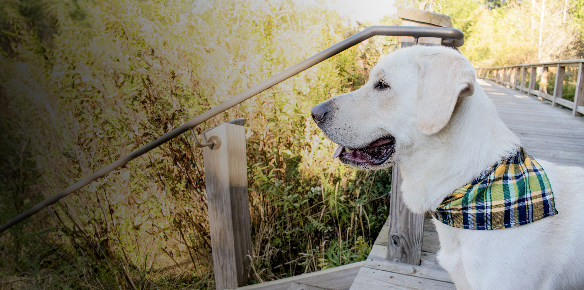 Yellow labrador retriever wearing a yellow, green, and navy blue plaid bandana