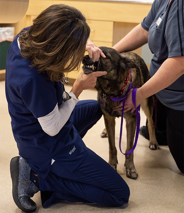 Dr. Scibetta checking a brown and black shepard's teeth