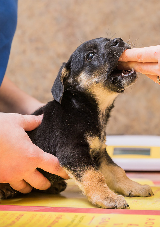 Puppy getting teeth examined