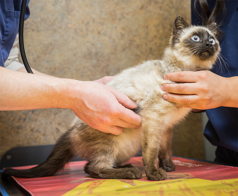 A light grey and brown cat with blue eyes getting his lungs checked with a stethoscope