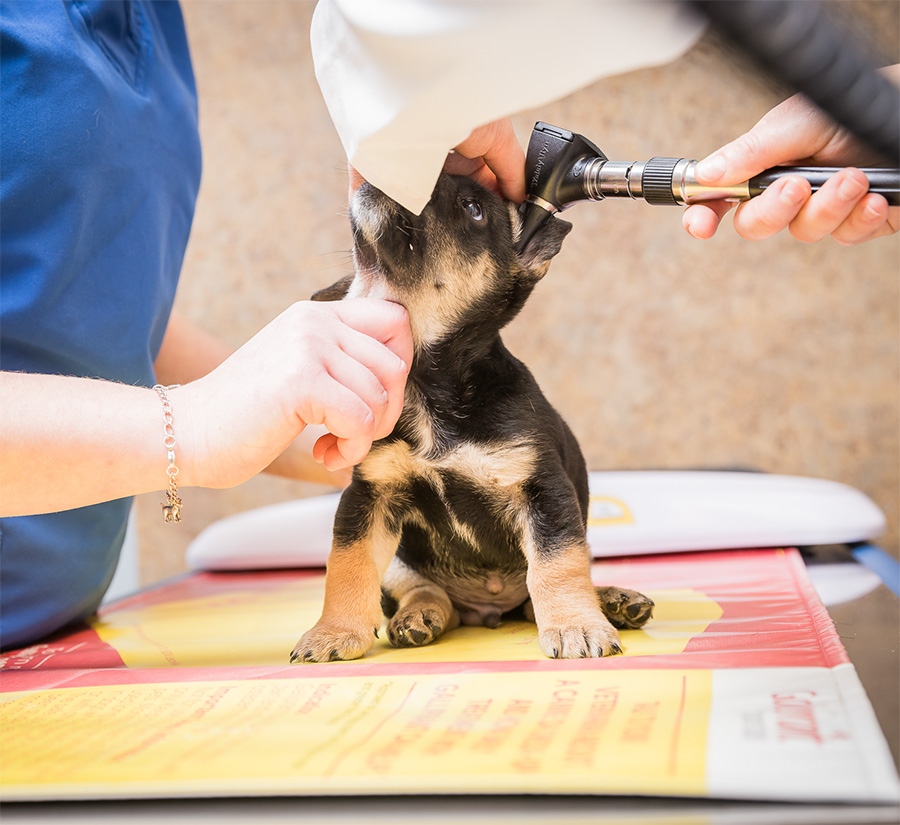 Vet checking a puppy's ears