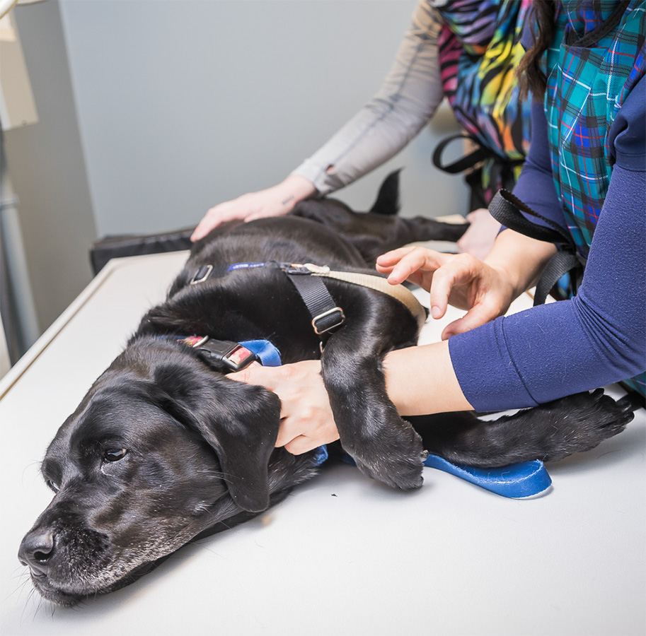 A black lab getting x-rays