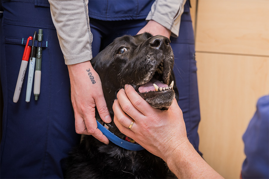 Black lab getting teeth looked at